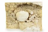 Fossil Crab (Potamon) Preserved in Travertine - Turkey #243741-2